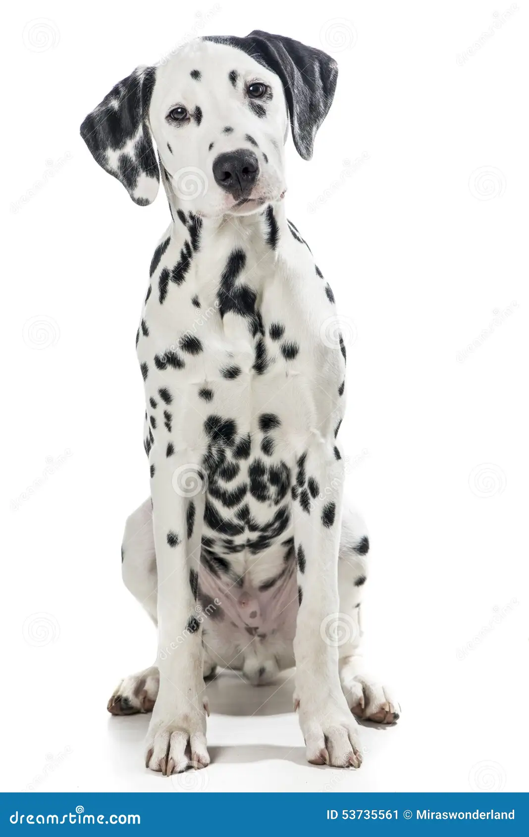 dalmatian-dog-sitting-isolated-white-background-53735561.webp