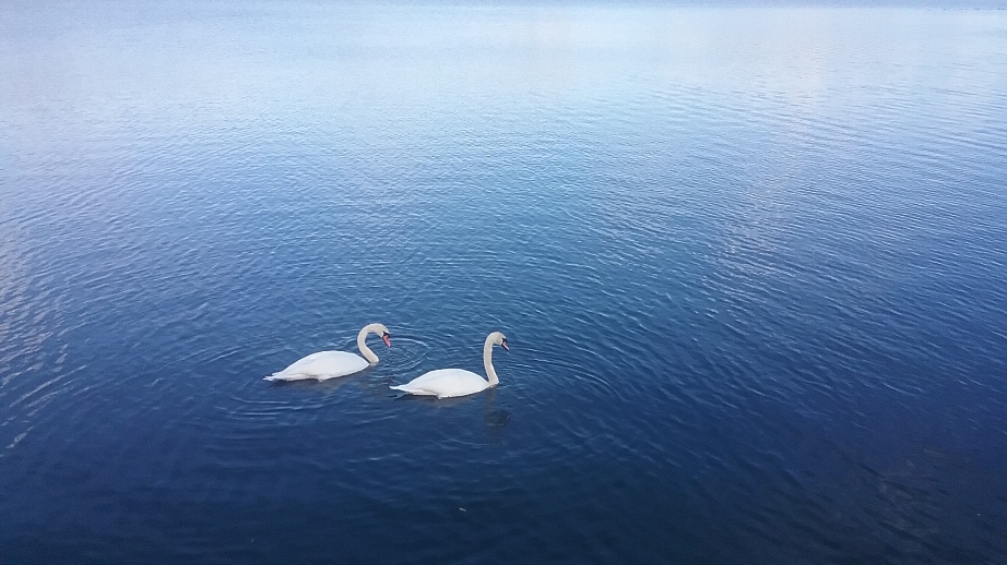 Swans lake sm.jpg