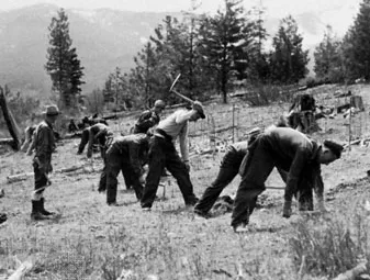 Members-planting-trees-CCC-Montana-Lolo-National-1938.webp