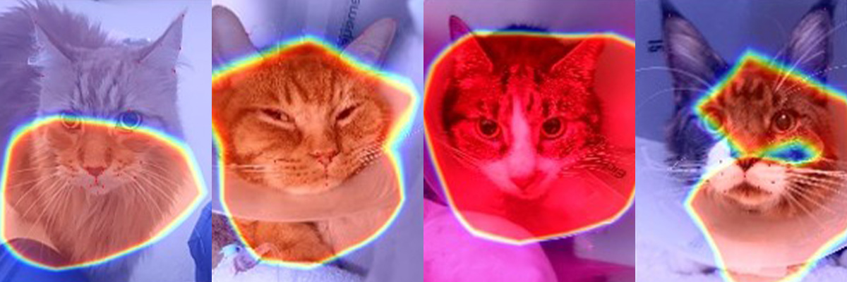 Cats_25.jpg