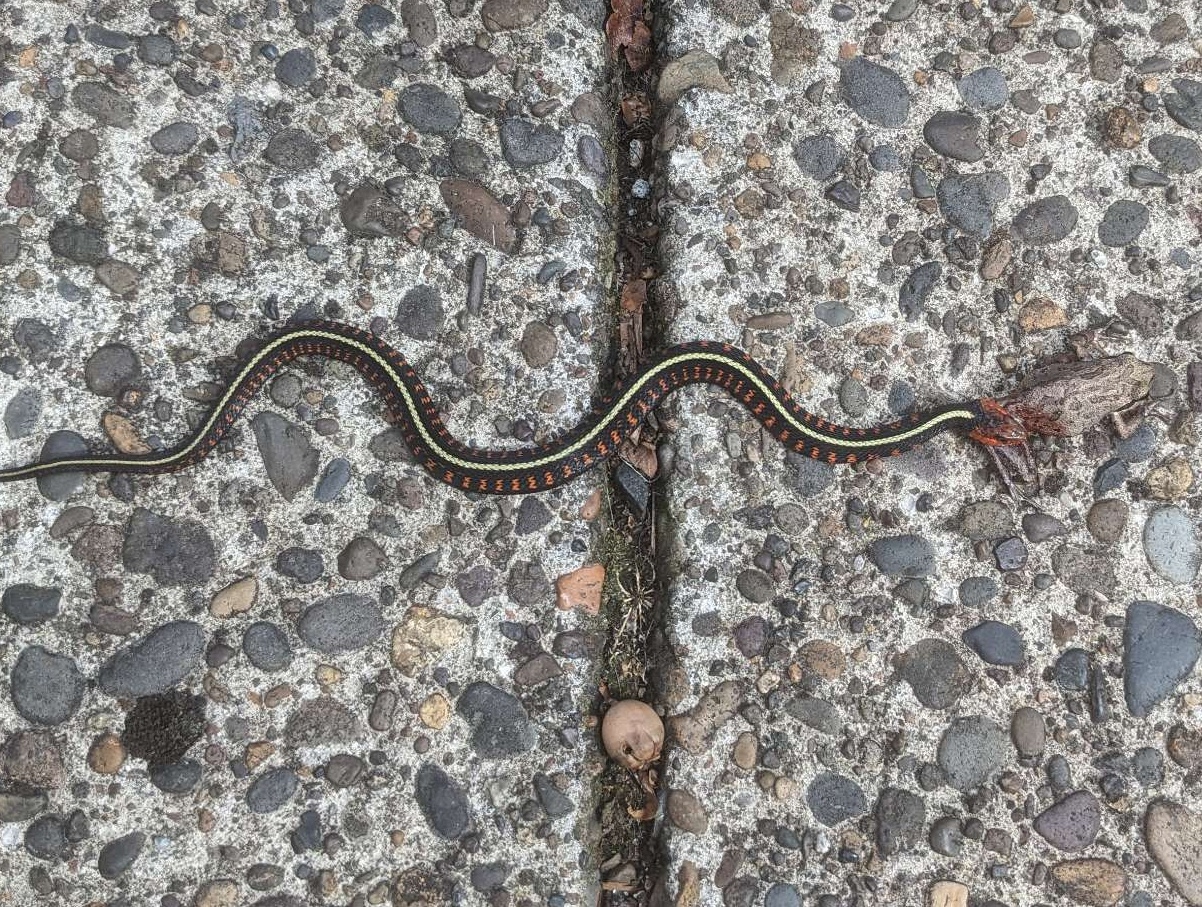 SnakeFrog.jpg