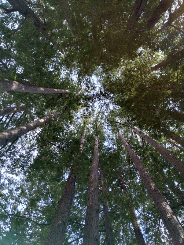 RedWood.jpg
