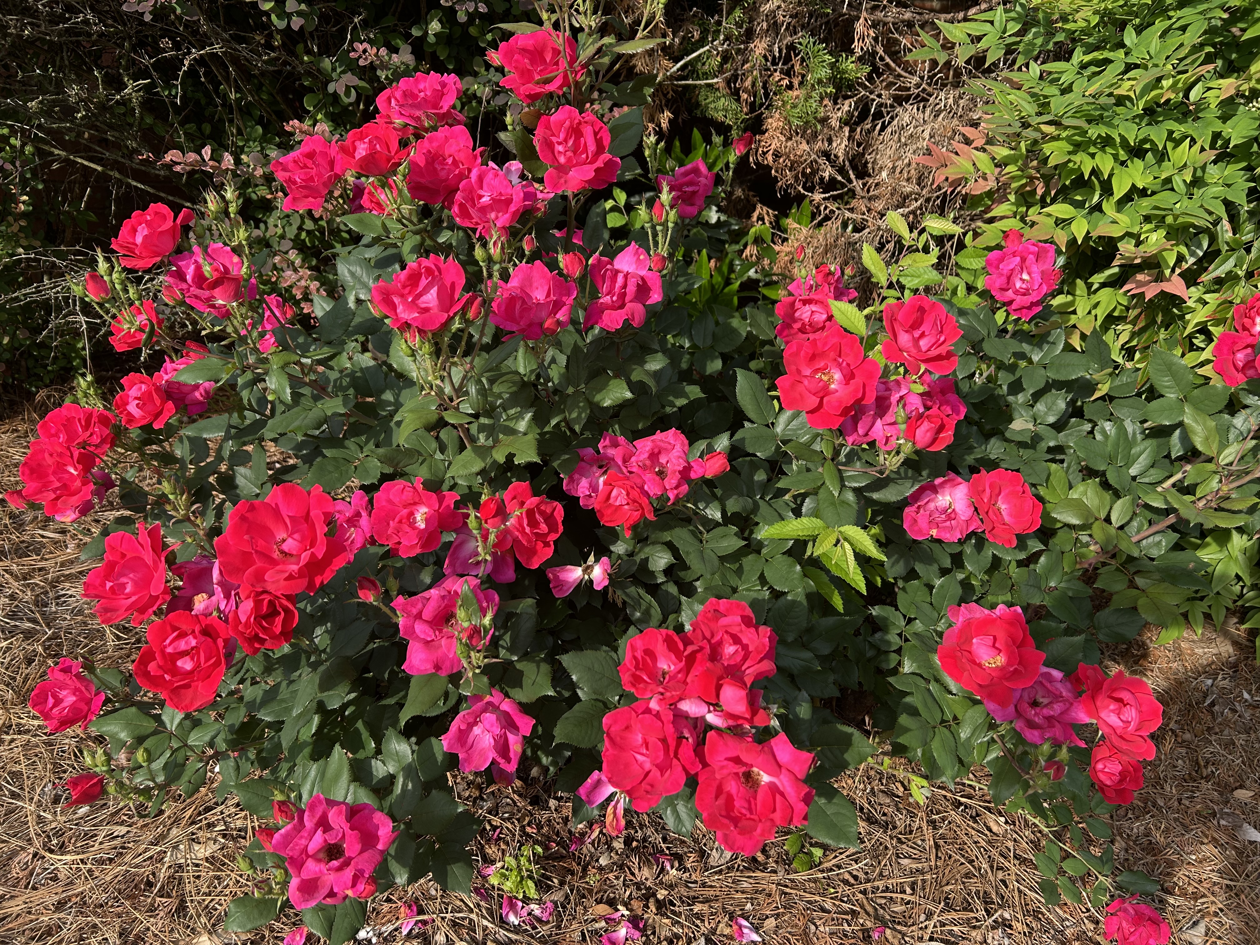 IMG_0579.jpeg