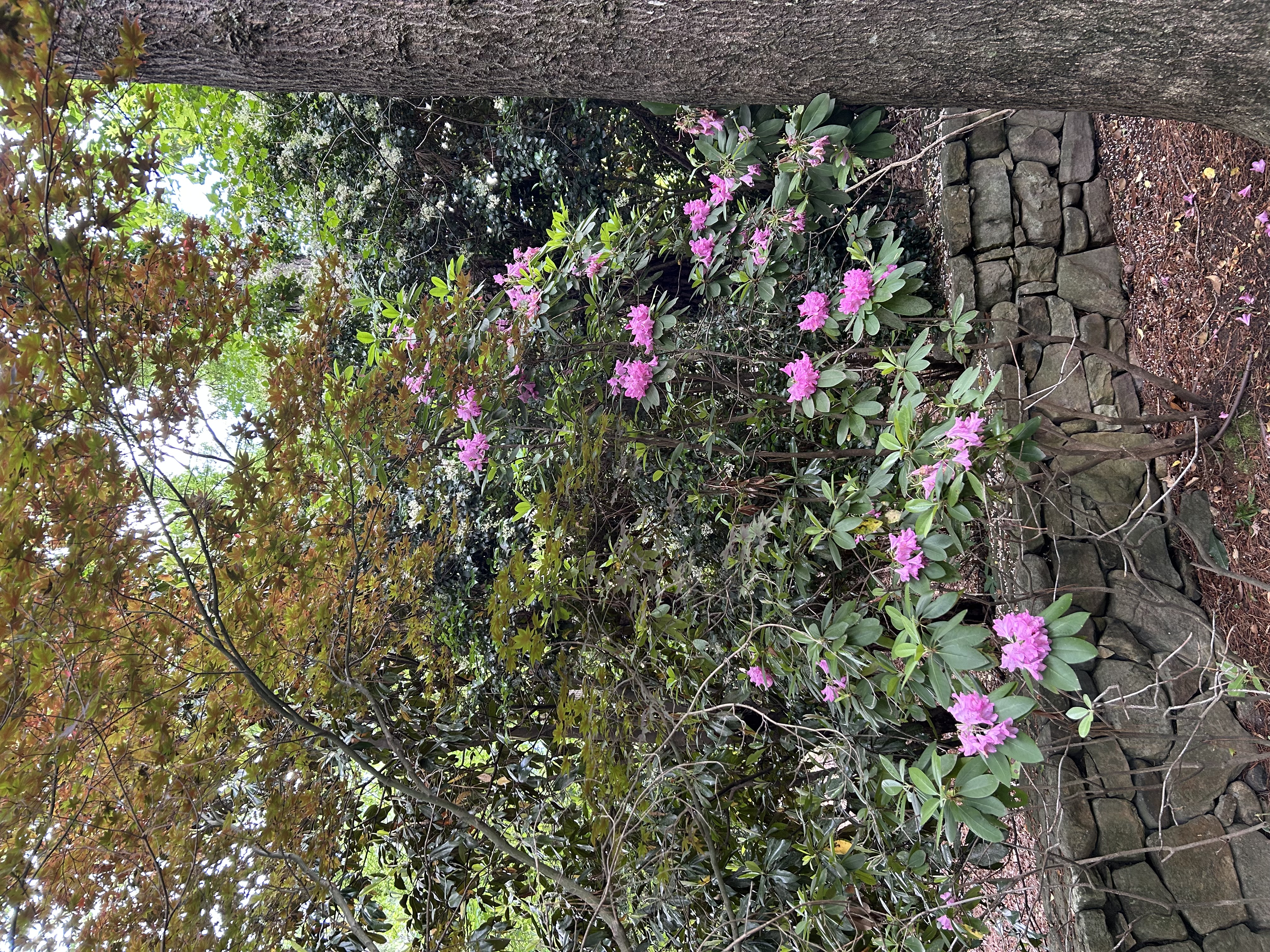 IMG_0613.jpeg