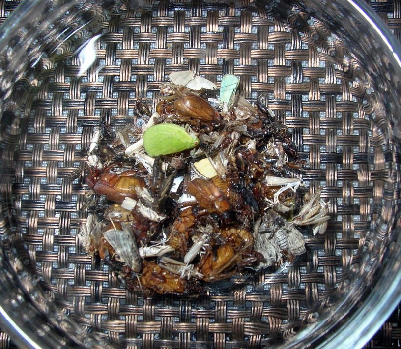 DSCN6595.JPG