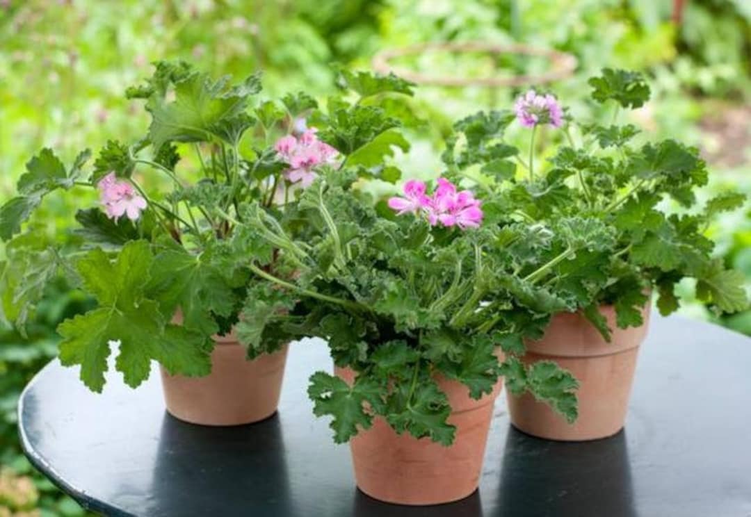 Citronella01.jpg