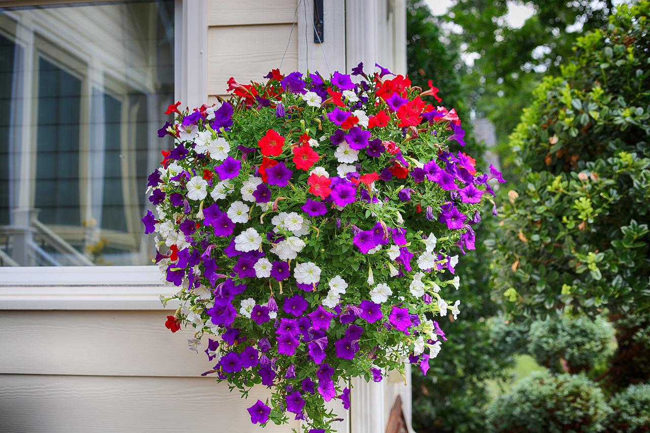 petunias.jpg