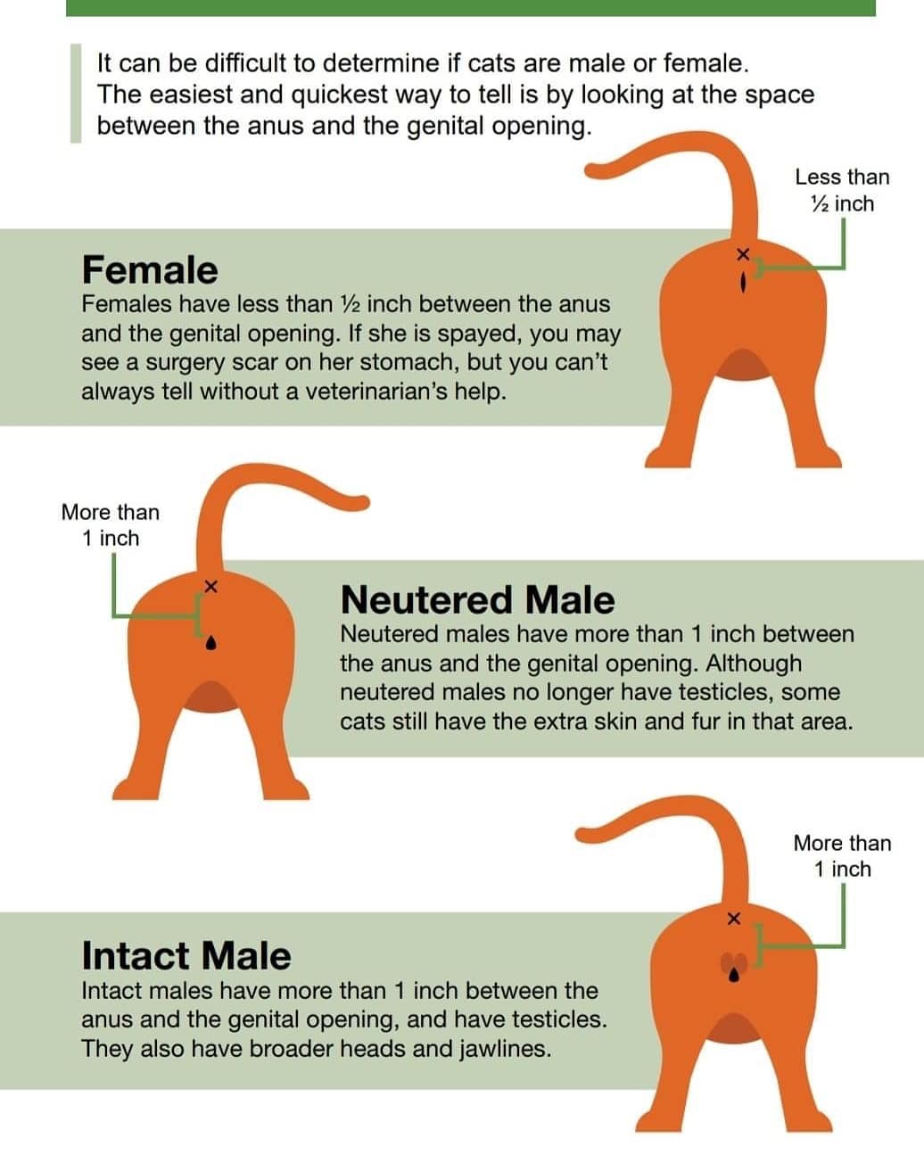 cats_gender.jpg