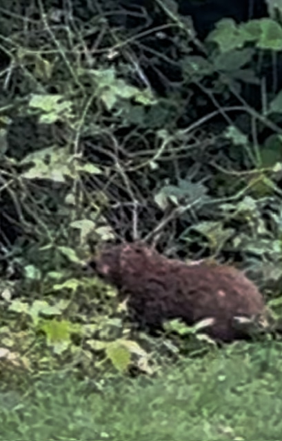 IMG_7800.jpeg