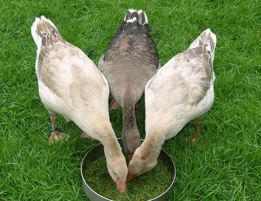 DSCN5290.JPG