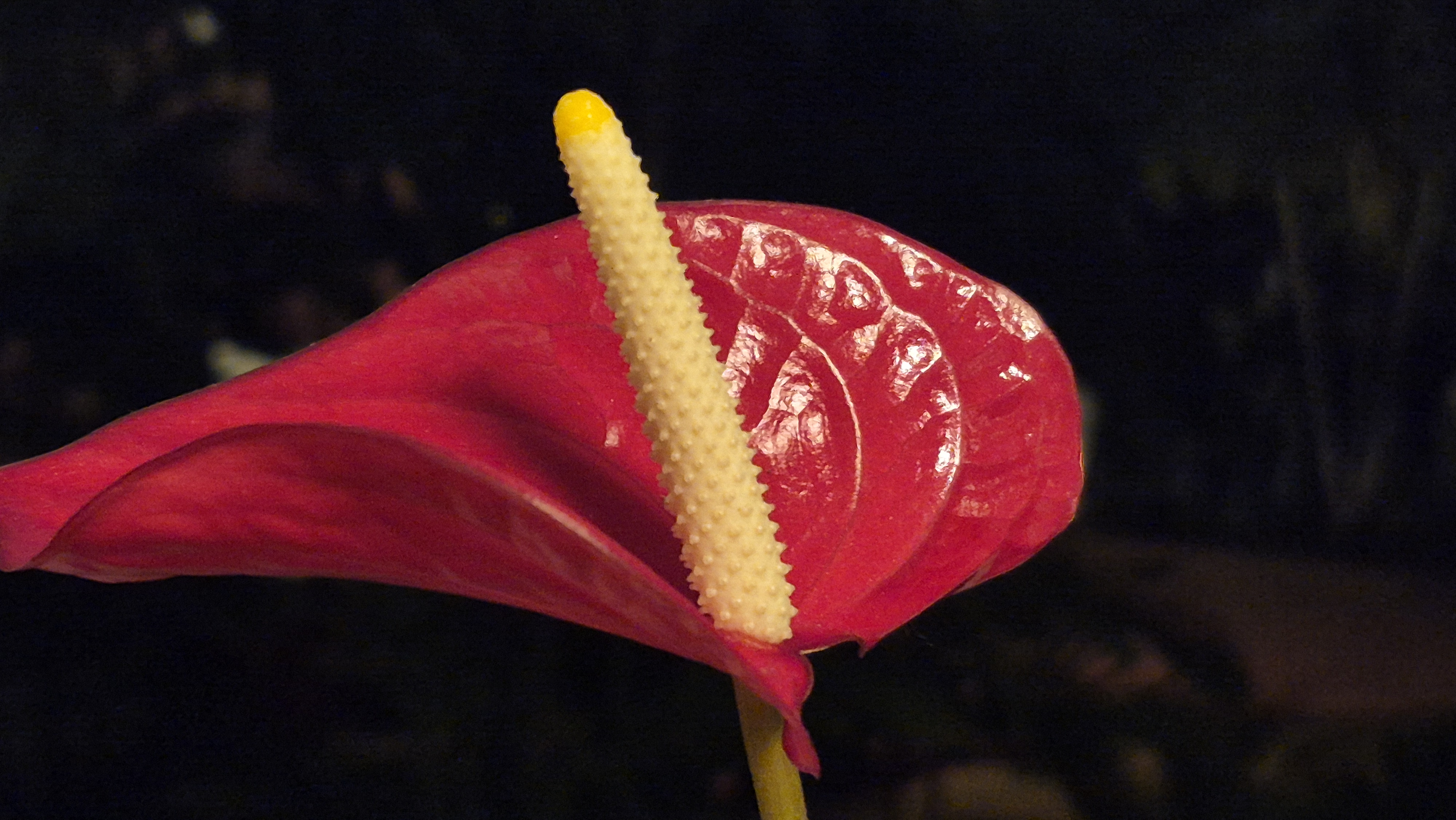 20250804_194614.jpg