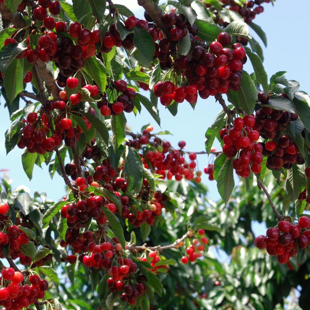 Stella_Cherry_Tree_1_FGT_763fccf9-a0d5-46ea-9517-4e95fded3021.jpg