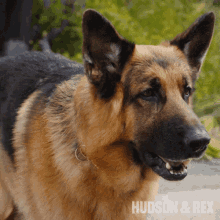 barking-rex.gif