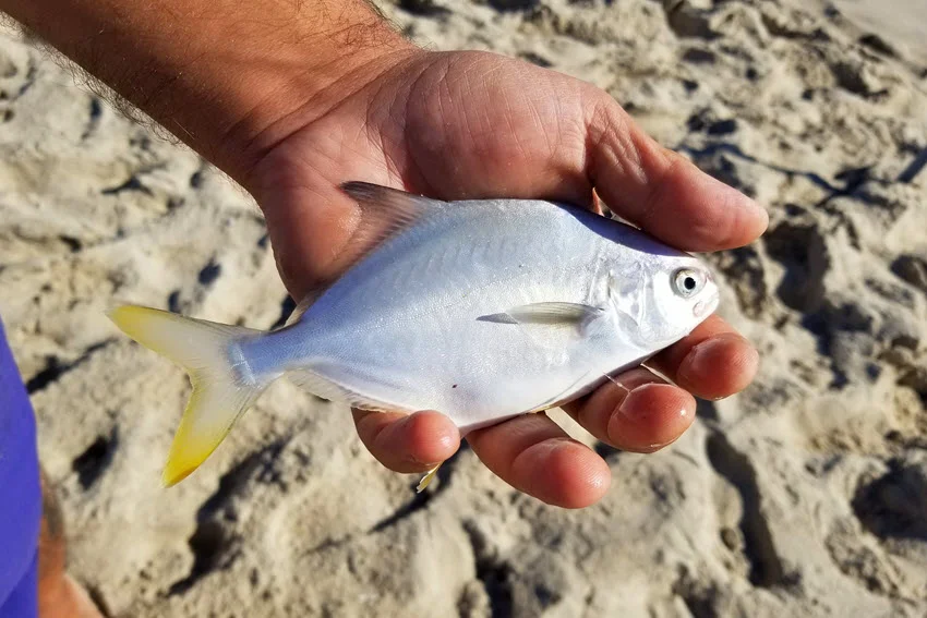 small-pompano-fish.webp
