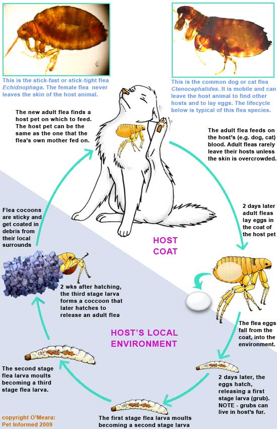cat-flea-fleas-life-cycle.jpg