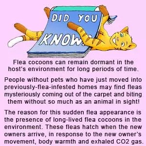 xhuman-flea-bites-new-house.jpg.jpg