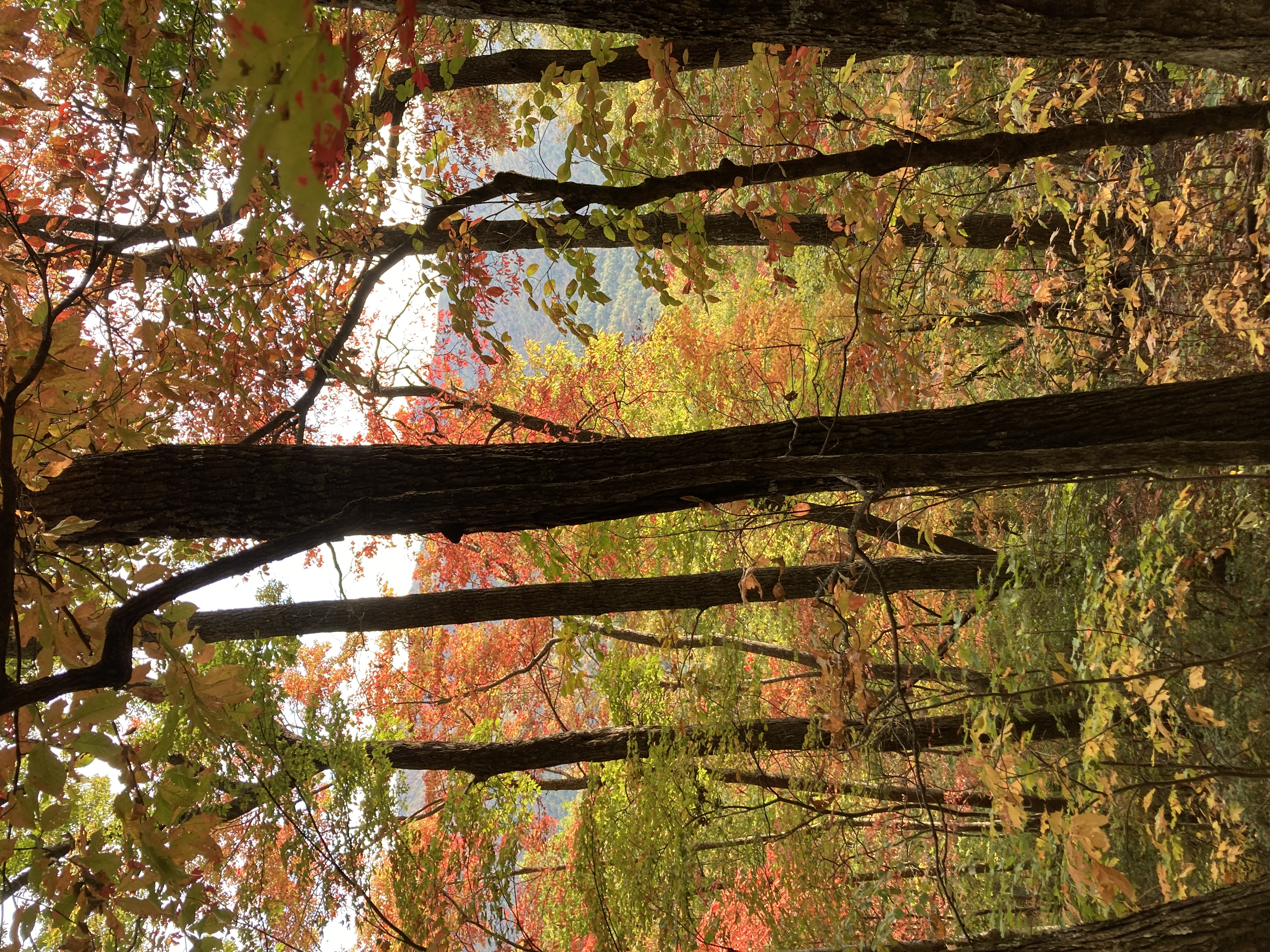 IMG_0048.jpeg