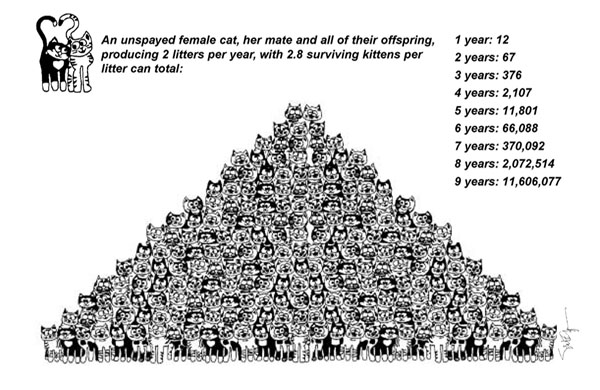 Cats_Multiply_Pyramid2.jpg