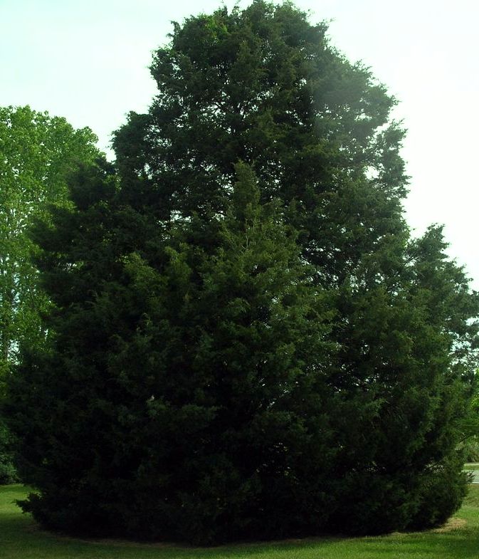 DSCN9851a.JPG