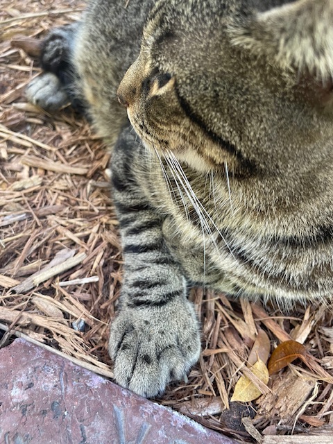 IMG_8688.jpeg