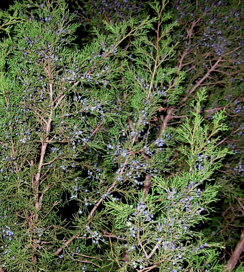 DSCN5987.JPG