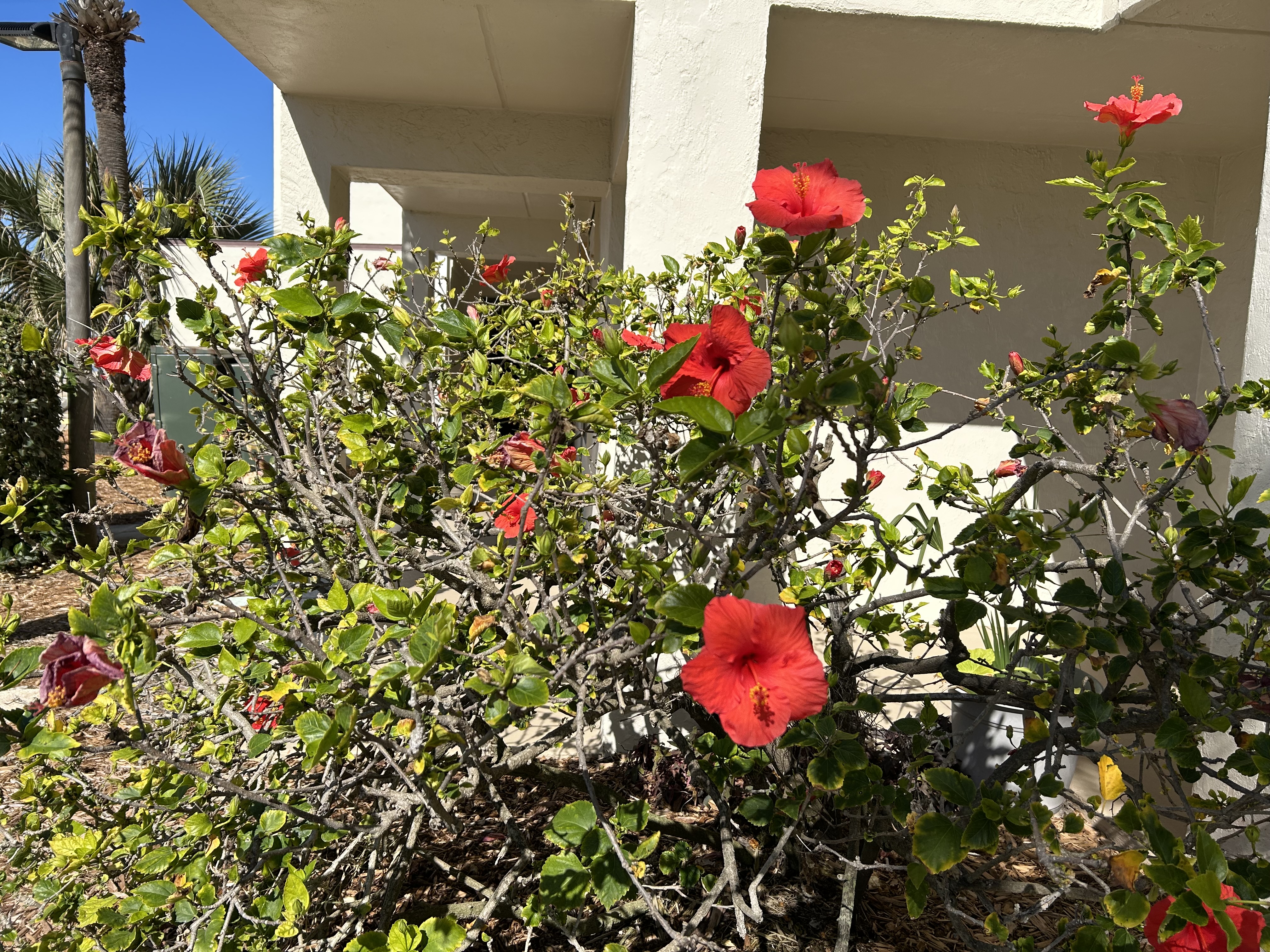 IMG_1352.jpeg