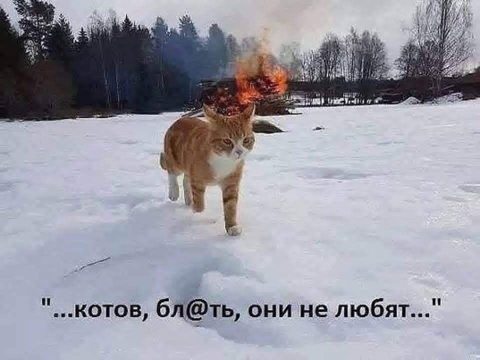 Cat_fire.jpg