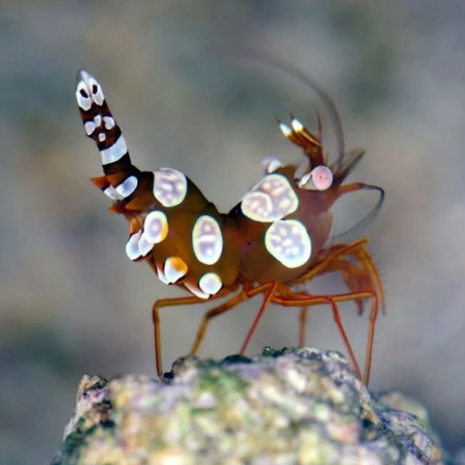 thor-amboinensis-sexy-shrimp_0.png_January-12-2023-921pm.png.webp