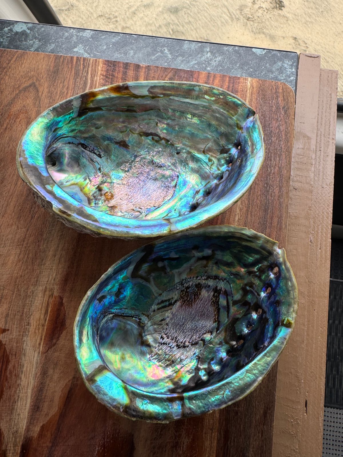 shells.jpeg