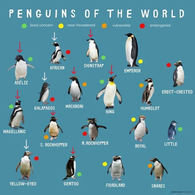 penguin-species-guide-1.jpeg