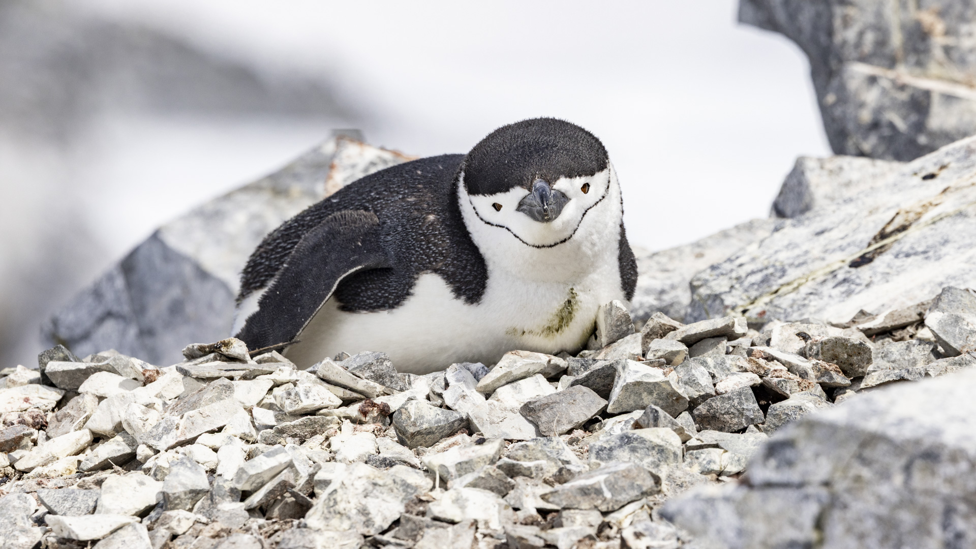 4_33_DSC01038_OrneHarbor_ChinstrapPenguin.jpg