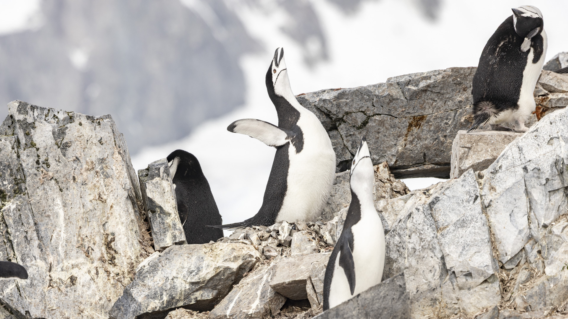 5_DSC01040_OrneHarbor_ChinstrapCall.jpg