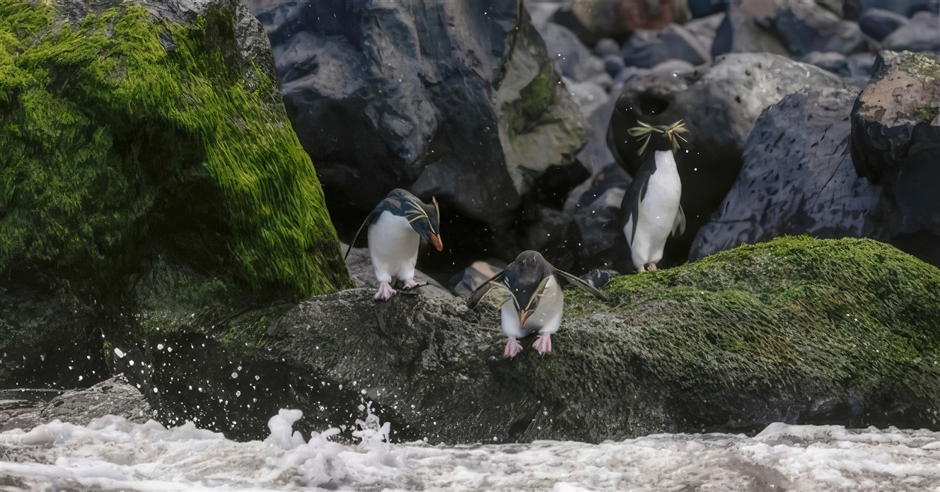 macaroni penguins-t-t.jpg