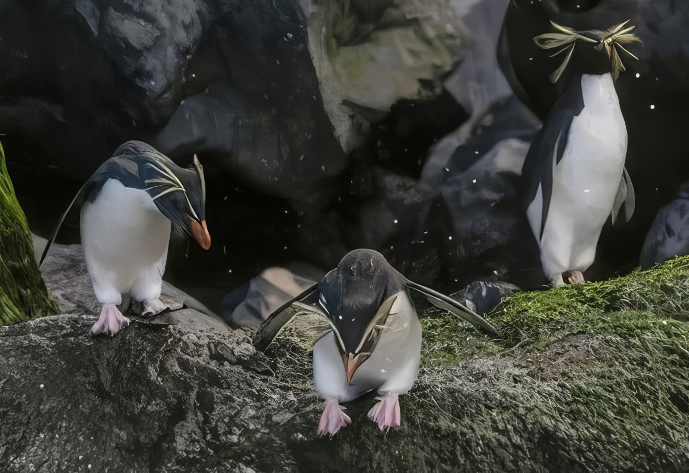 macaroni penguins-t-t-crop-t.jpg