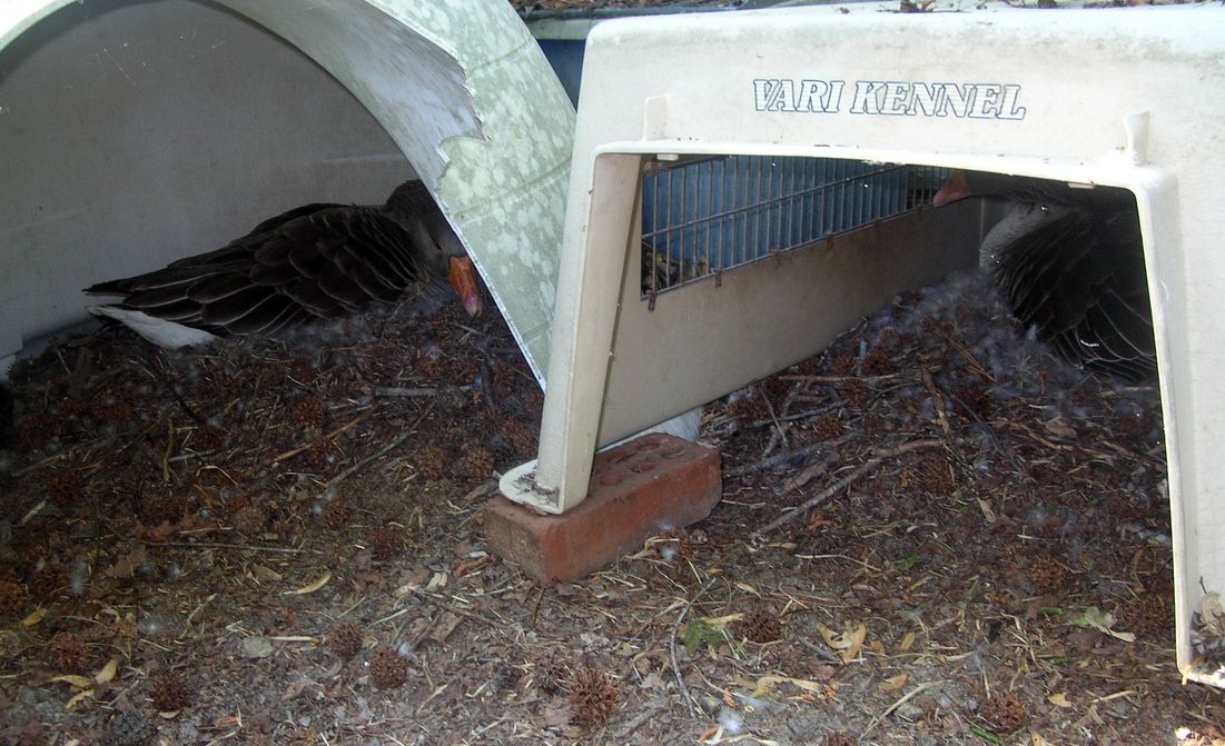 DSCN6235.JPG