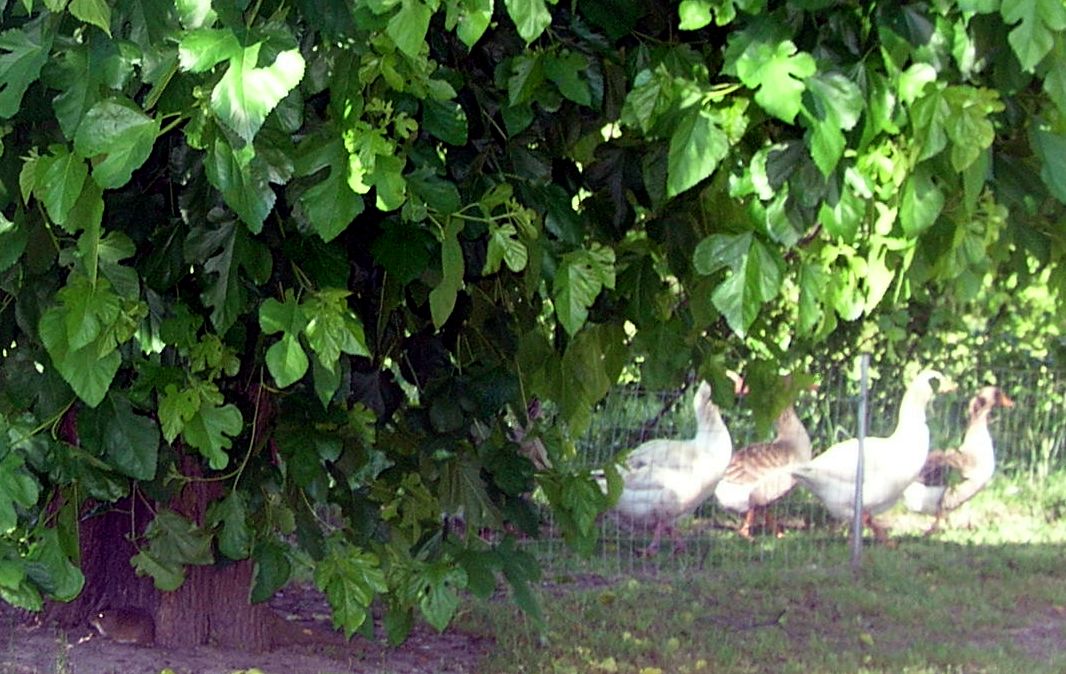 DSCN6293.JPG