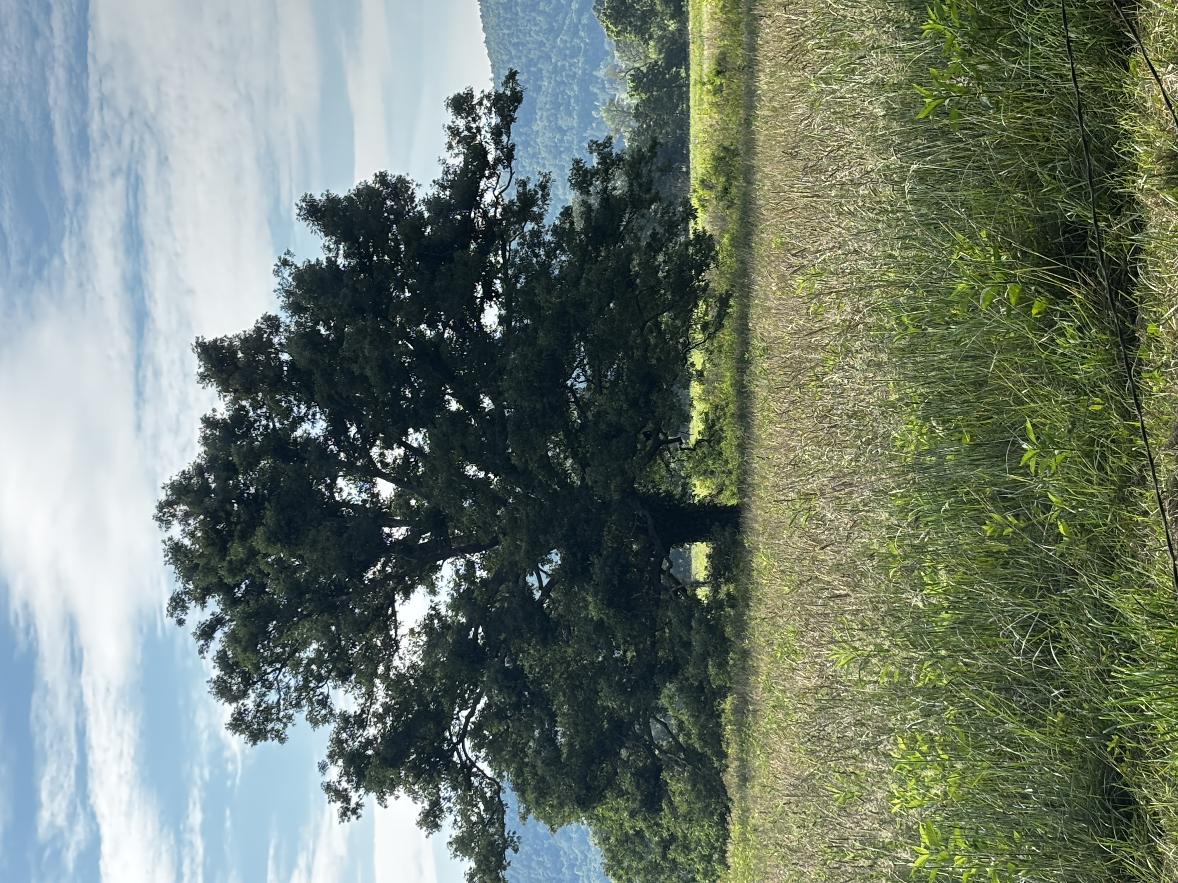 IMG_5682.jpeg