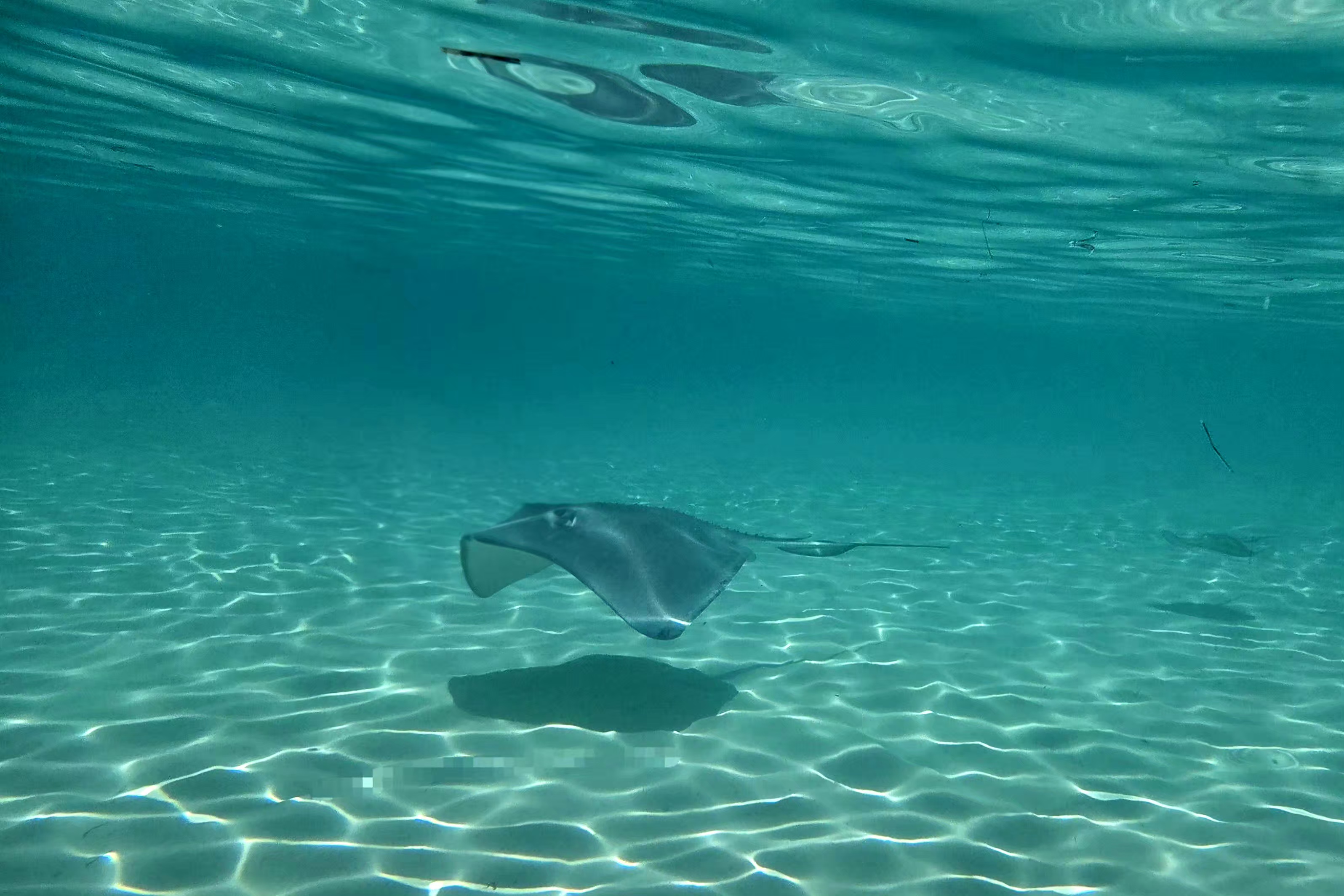 Stingray1.jpg