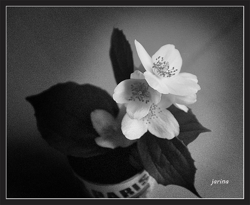 DSC03339.jpg