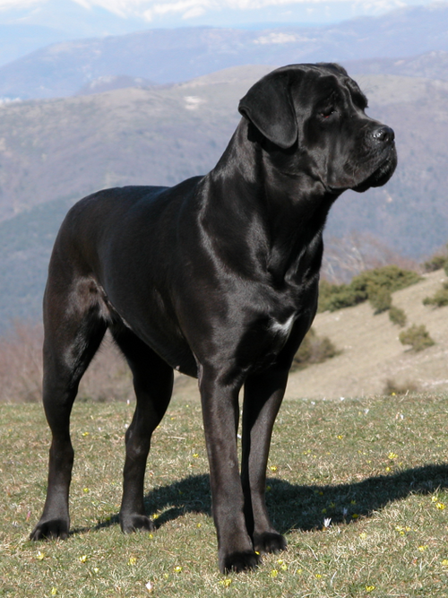 Cane_corso_temi_1_1024x768x24_(cropped).png