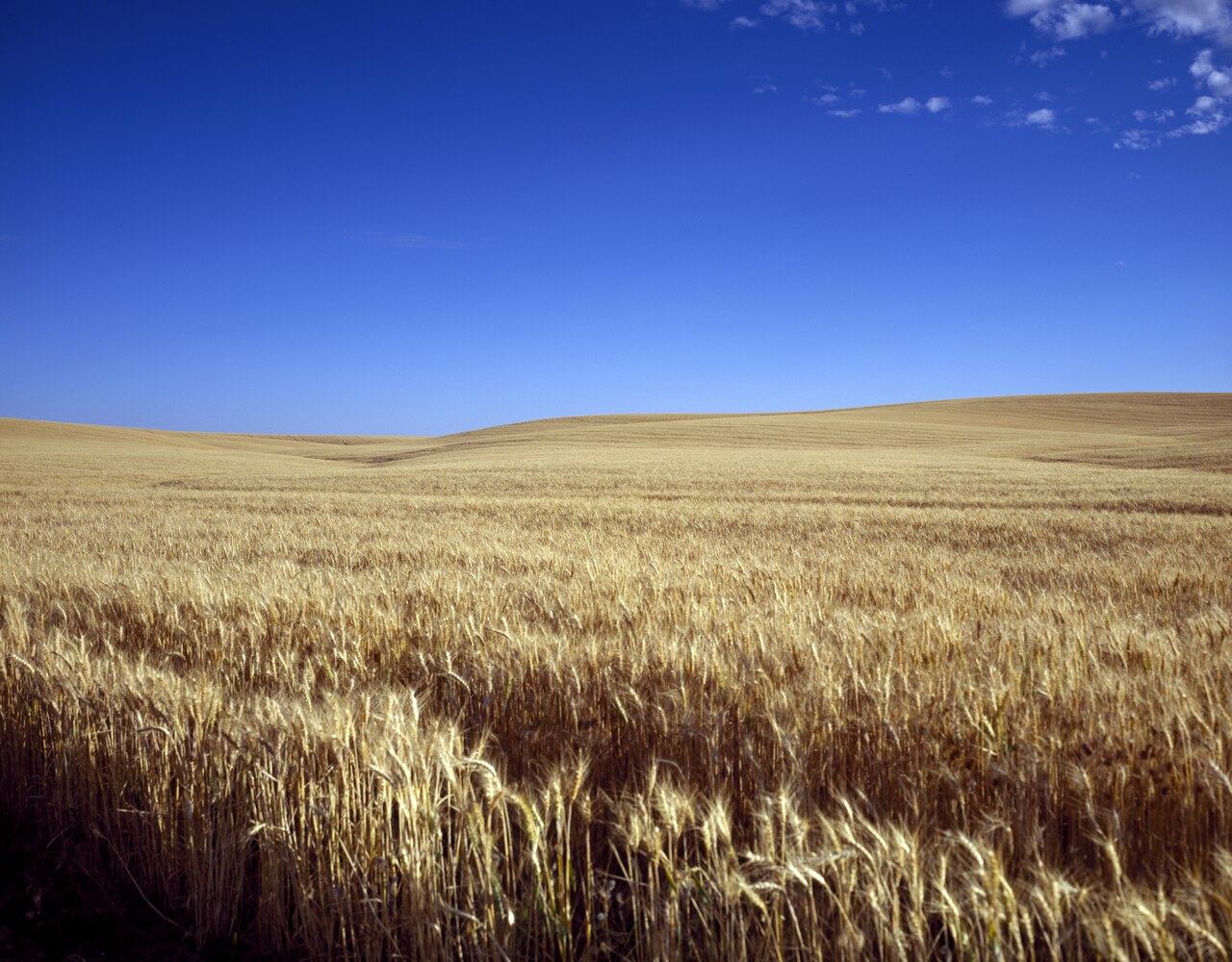 Classic_Kansas_field_of_waving_wheat_LCCN2011632245.tif.jpg
