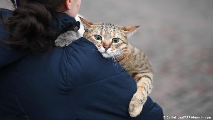 Kiev_cat_2022.jpeg