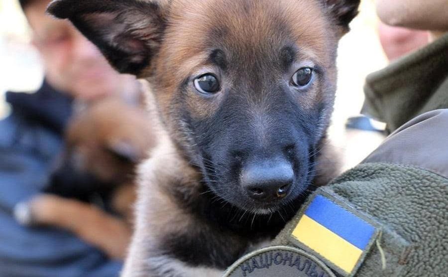 Puppy_dog_Ukraine.jpeg